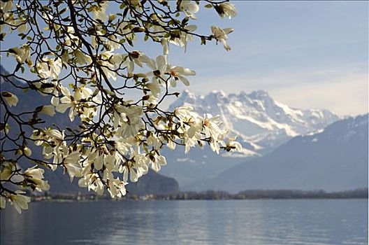 花,木兰,日内瓦湖,靠近,蒙特勒,沃州,瑞士