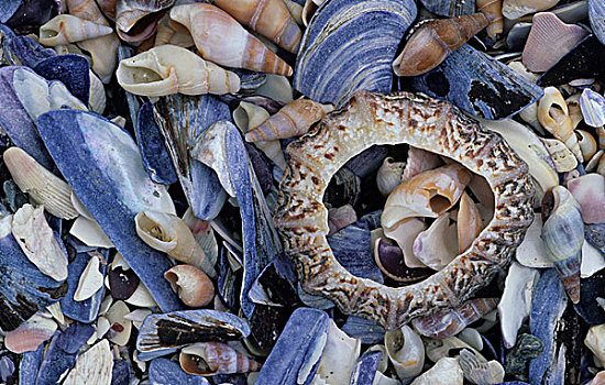 海螺壳,开普敦,南非