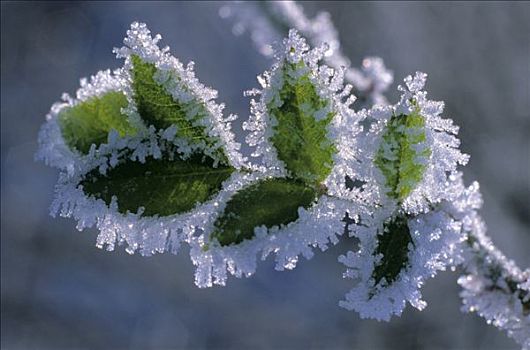 白霜,晶莹,水腊树