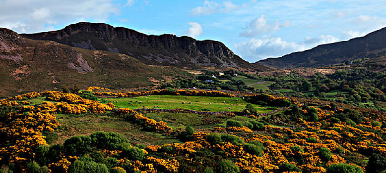 风景,橙色,野花,靠近,凯瑞郡,爱尔兰