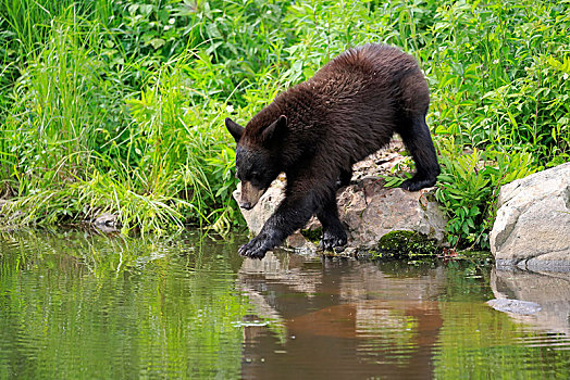 美洲黑熊,小动物,站立,石头,水,松树,明尼苏达,美国,北美