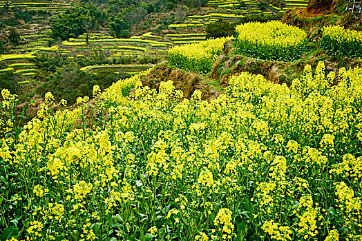 婺源县篁岭