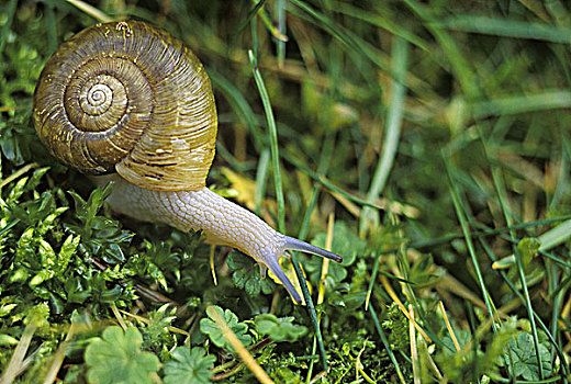 蜗牛,草丛,不列颠哥伦比亚省,加拿大