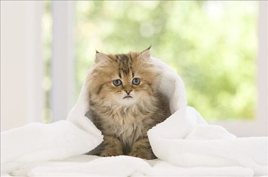 小猫,毛巾