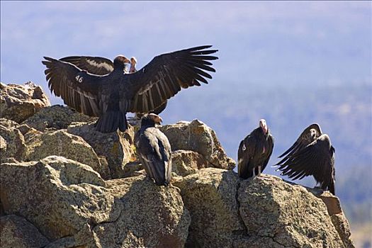 加州秃鹰,成年,幼小,濒临灭绝,穿,无线电,发射器,互动,岩石,悬崖,靠近,锡安国家公园,犹他