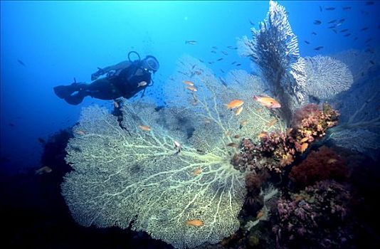 潜水,游泳,后面,大,柳珊瑚虫,菲律宾