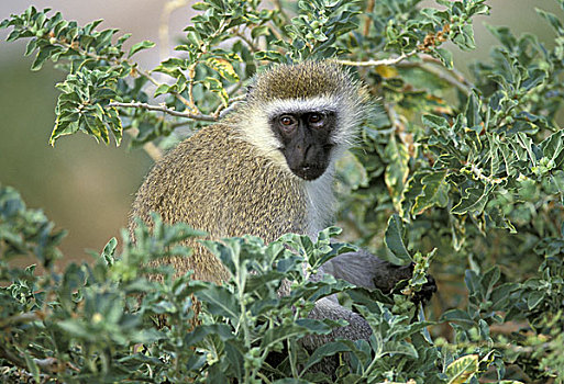 肯尼亚,纳库鲁湖国家公园,绿色,猴子,绿猴