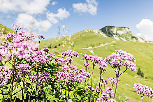 山,野花,提洛尔,奥地利