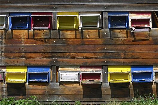 彩色,降落,蜜蜂,房子,蜂场,瑞士