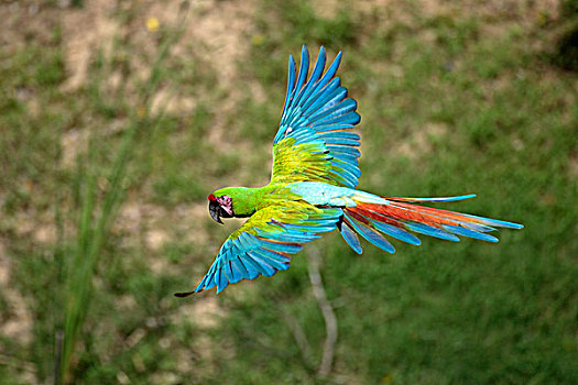 翼,金刚鹦鹉,栖息金刚鹦鹉,鸟,满,长度,展翅,展示,彩色绿色,羽毛,军事
