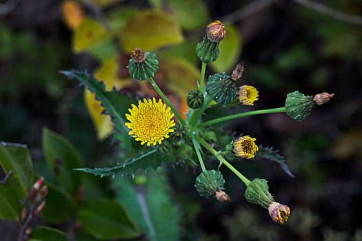 花叶滇苦菜,断续菊