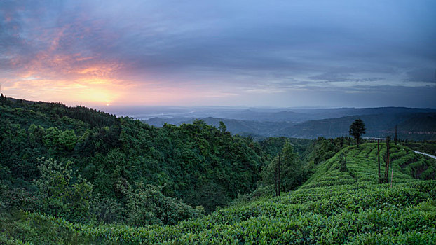 四川宜宾屏山蜿蜒茶山自然风光