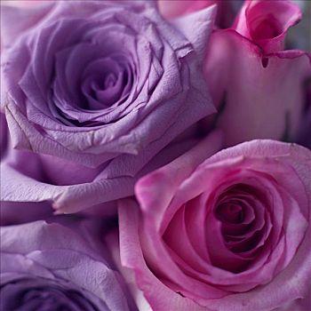 花束,紫色,玫瑰