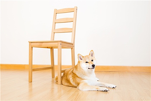 褐色,椅子