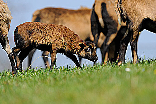 喀麦隆,绵羊,草场