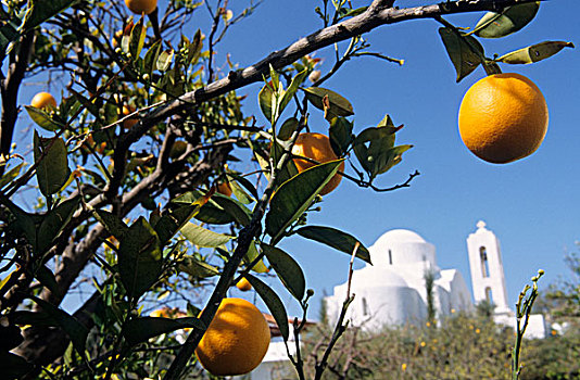 橘树,教堂,塞浦路斯