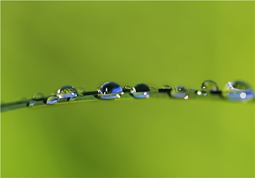 露珠,草地,雨