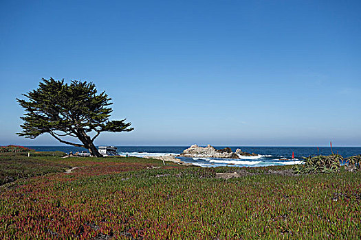 蓝色,海洋,冰植物,海岸,太平洋丛林镇,加利福尼亚,柏树
