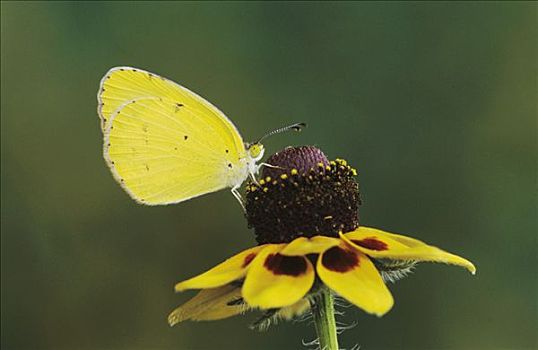 小,黄色,雄性,金花菊,瑞欧格兰山谷,南,德克萨斯,美国