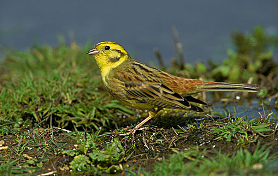 金翼啄木鸟,诺福克,英格兰,英国,欧洲