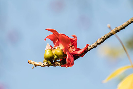 木棉花