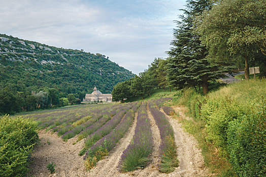 法国普罗旺斯塞南克修道院六月份景色和修道院前的薰衣草花田