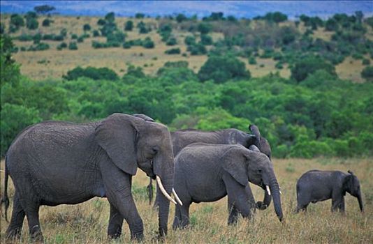 大象,非洲象,马赛马拉,肯尼亚,非洲