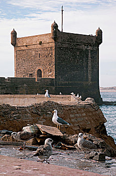 海鸥,要塞,苏维拉,摩洛哥