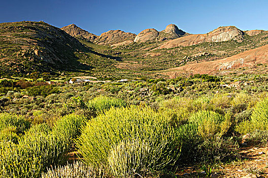 特色,半荒漠,风景,铅笔,牛奶,灌木,花冈岩,地层出露,纳马夸兰,南非,非洲
