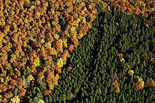 秋天,针叶树,树林,航拍