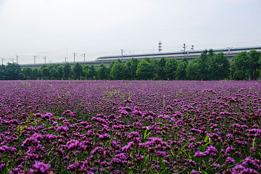 高铁,花海,高铁旅行