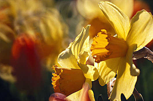 花坛,水仙花,特写,模糊,花园,花,长寿花,花瓣,黄色,橙色,季节,春天,春花,晴朗,户外