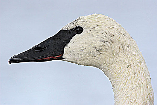 肖像,号角天鹅,黑嘴天鹅,维多利亚,不列颠哥伦比亚省,加拿大
