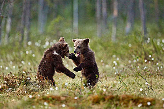 棕熊,熊,打闹,针叶林带,树林,芬兰,欧洲