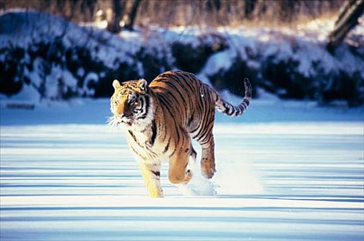 西伯利亚虎,跑,雪地,东北虎