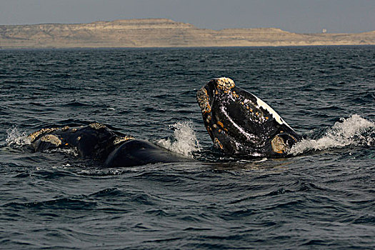 南露脊鲸,平面,瓦尔德斯半岛,阿根廷