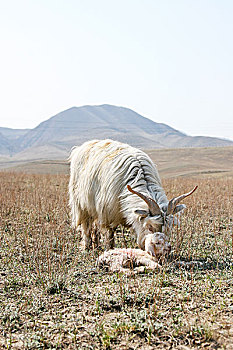 刚出生的小羊羔和母羊,羊,羊宝宝