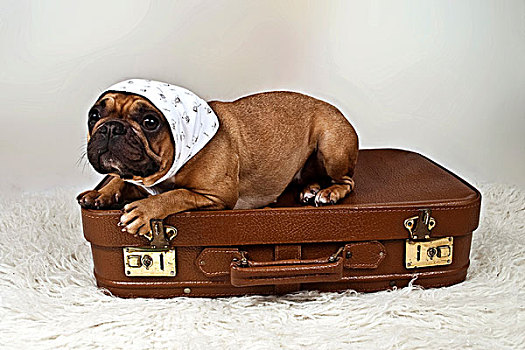 法国,牛头犬,围巾,卧,褐色,手提箱