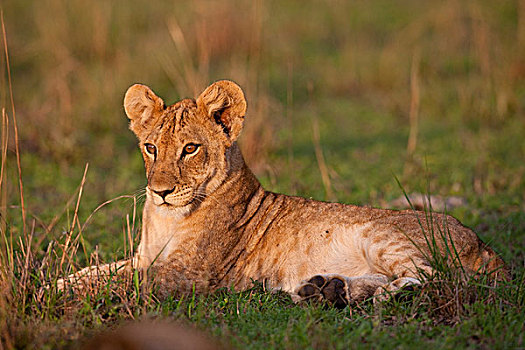 狮子,伊丽莎白女王国家公园,乌干达