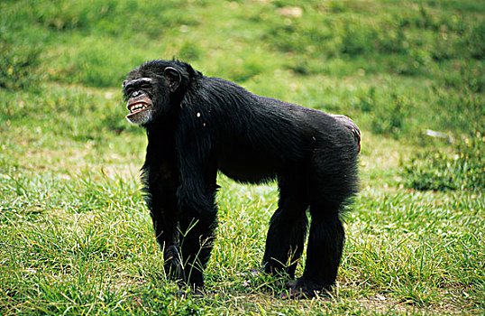 黑猩猩,成年,站立,草