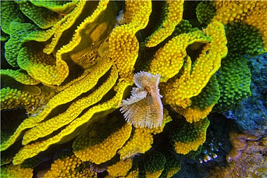 黄色,珊瑚,虫子,水下
