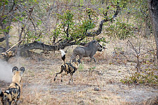 非洲野狗,非洲野犬属,三个,追逐,疣猪,北方,博茨瓦纳