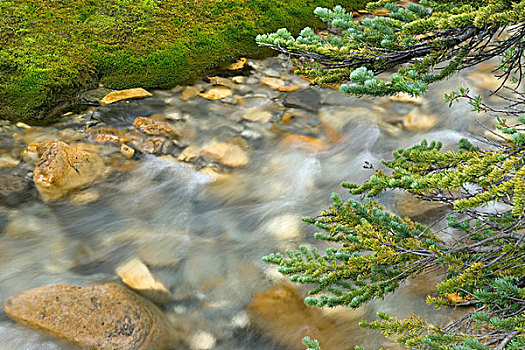 加拿大,不列颠哥伦比亚省,幽鹤国家公园,迅速,流动,河流,松树,枝条