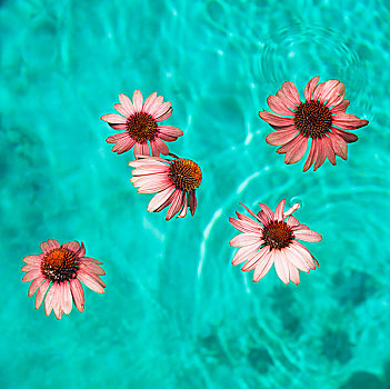 花,漂浮,游泳池