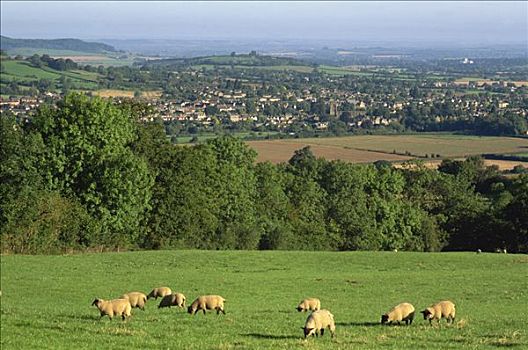 英格兰,科茨沃尔德,绵羊,地点