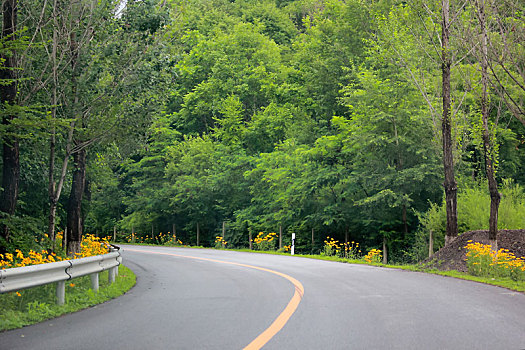 绿树公路