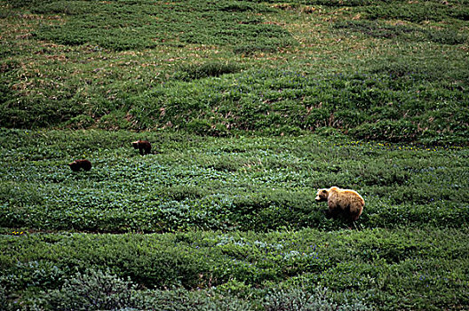 美国,阿拉斯加,德纳里峰国家公园,大灰熊,母熊,5个月大