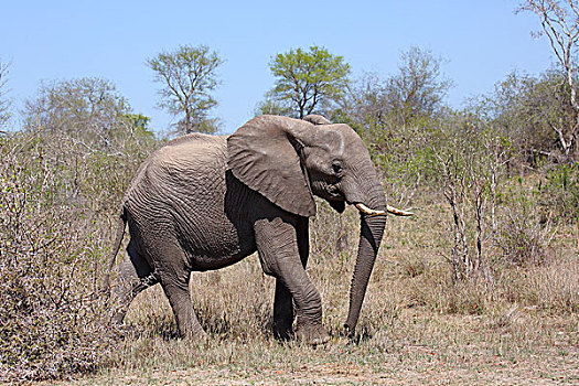 非洲,灌木,非洲象,成年,克鲁格国家公园,南非