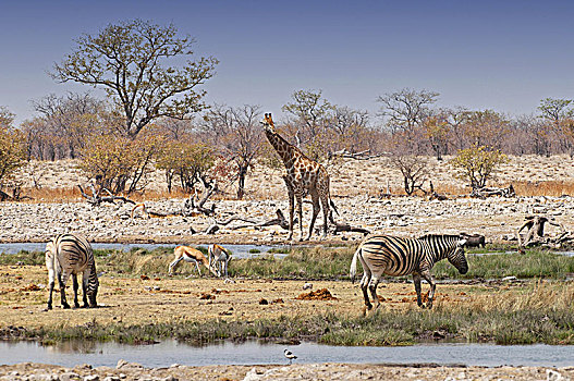 非洲,纳米比亚,斑马,长颈鹿,国家公园