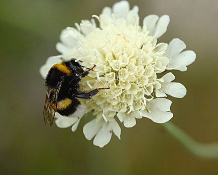 大,大黄蜂,熊蜂,花,乳白色,山萝卜属植物,阿尔巴尼亚,欧洲